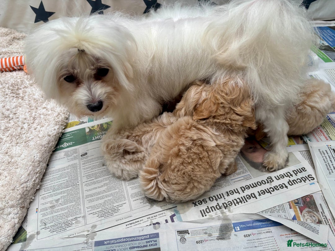 Maltipoo dogs for sale: ADORABLE F1 MALTIPOO PUPPIES DNA TESTED  - Image 22