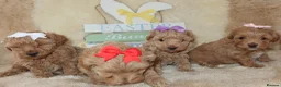 Maltipoo dogs for sale: Beautiful girl Maltipoo puppy’s 🐶  - Advert 10