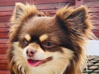 Chihuahua dogs Chihuahua Stud KC in Bushey - Advert 3