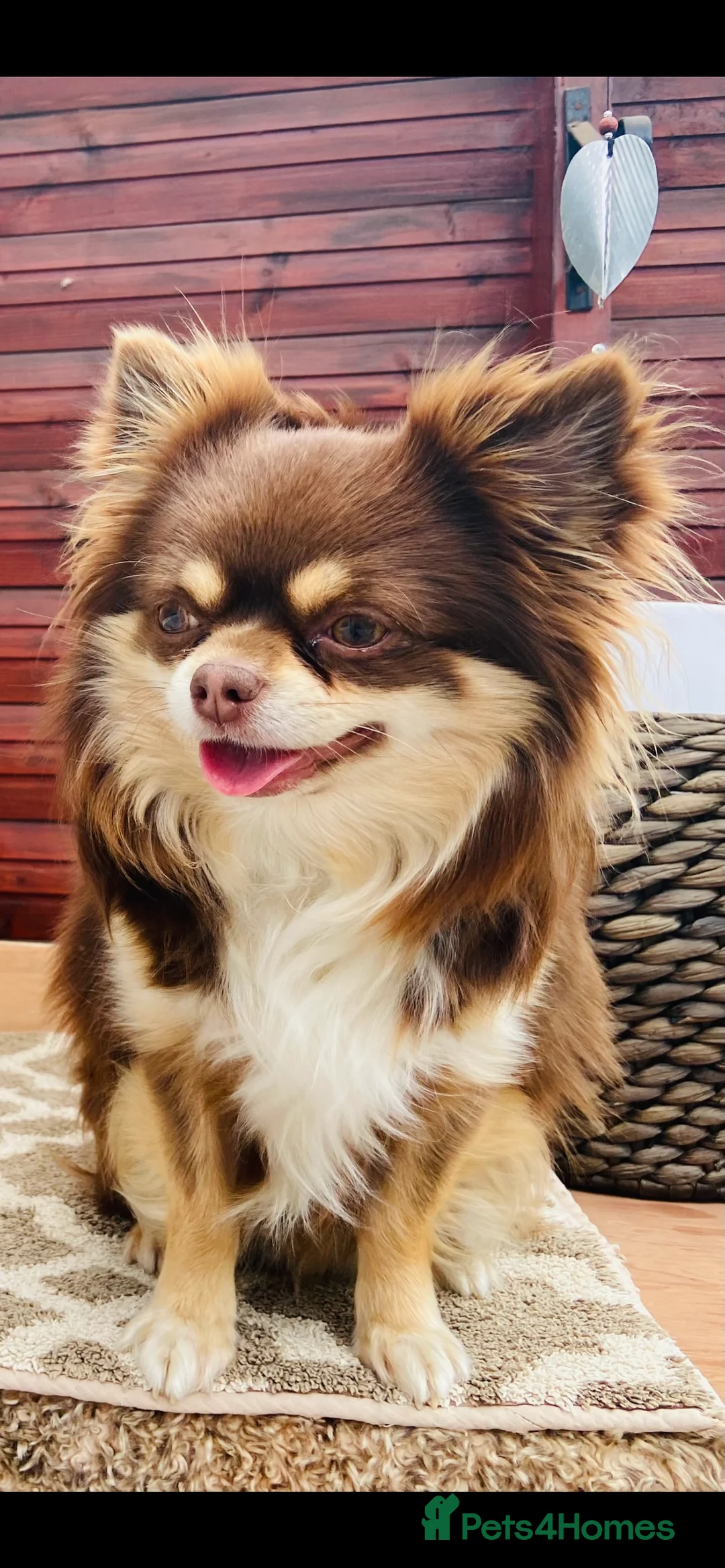 Chihuahua dogs for stud: Willow-Available at Stud (KC R Chihuahua) - Advert 2
