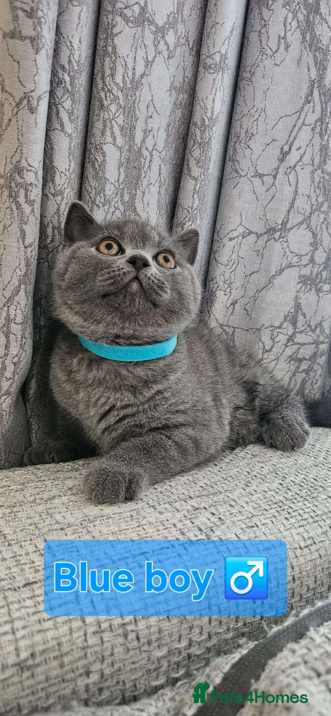 British Shorthair cats for sale: Adorable British Shorthair Kittens - Advert 26