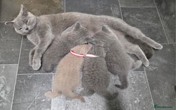 British Shorthair cats for sale: Cute British Shorthair Kittens Ready for go - Image 11