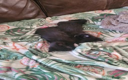 Mixed Breed cats for sale: Mixed maincoons  - Advert 5