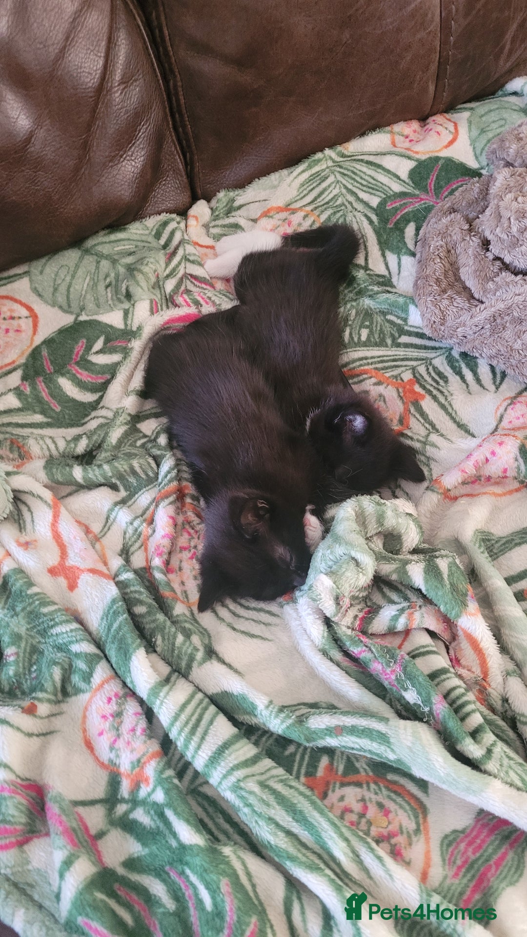 Mixed Breed cats for sale: Mixed maincoons  - Advert 5