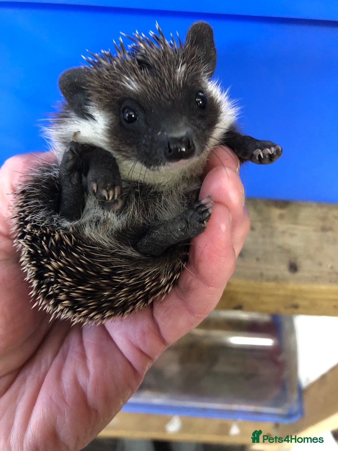 Pygmy Hedgehog rodents for sale: Jet black /albino/assorted baby hoglets ready now! - Advert 7