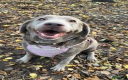 Labrador Retriever dogs for adoption: Willow - Image 2