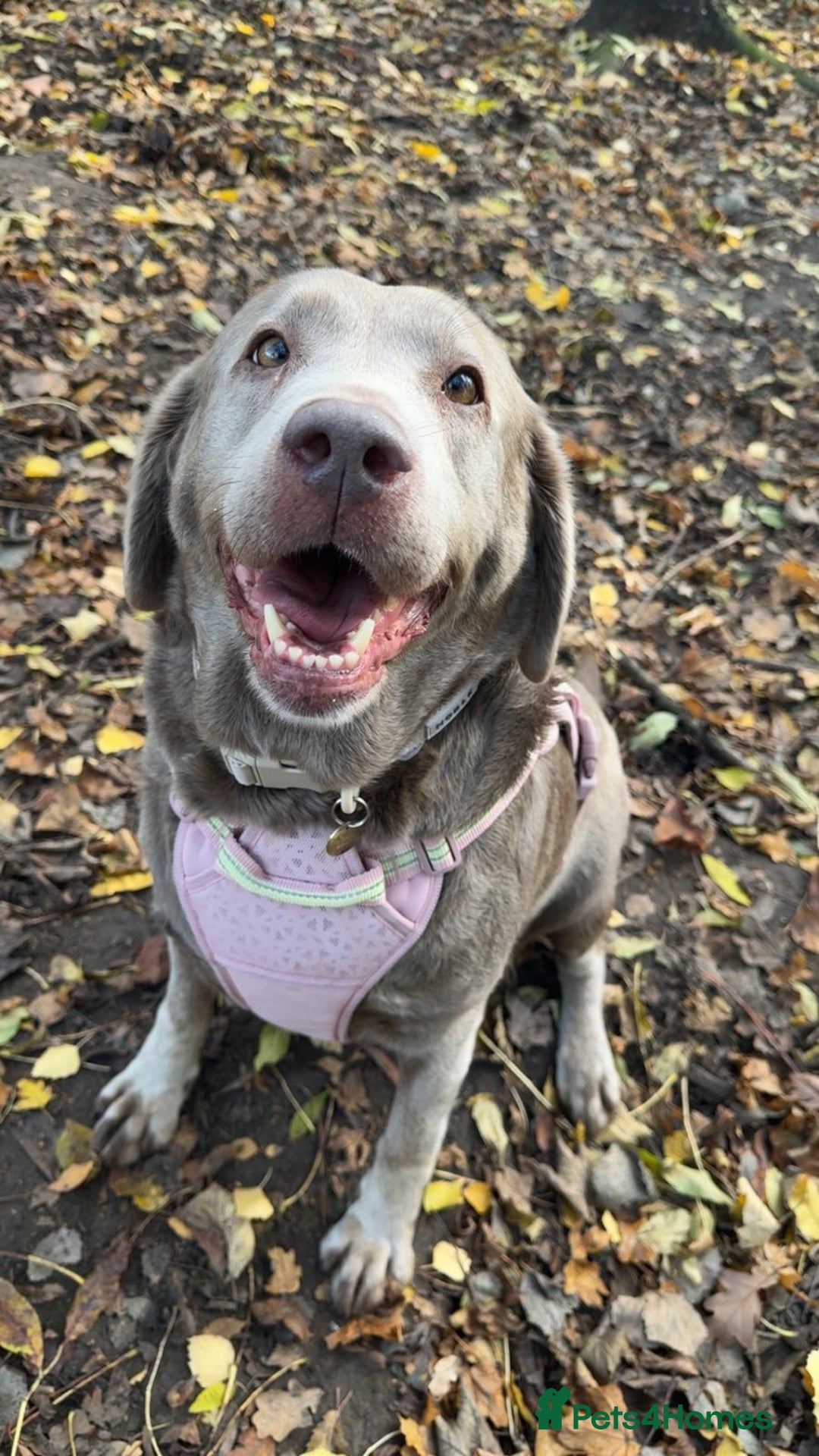 Labrador Retriever dogs for adoption: Willow - Image 2