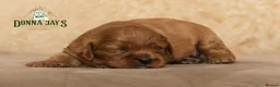 Cavalier King Charles Spaniel dogs for sale: Donna Jays Petite Cavaliers 🌟🌟🌟🌟🌟 - Advert 7
