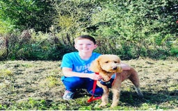 Labradoodle dogs for sale: F1b Miniature Labradoodles  - Image 3
