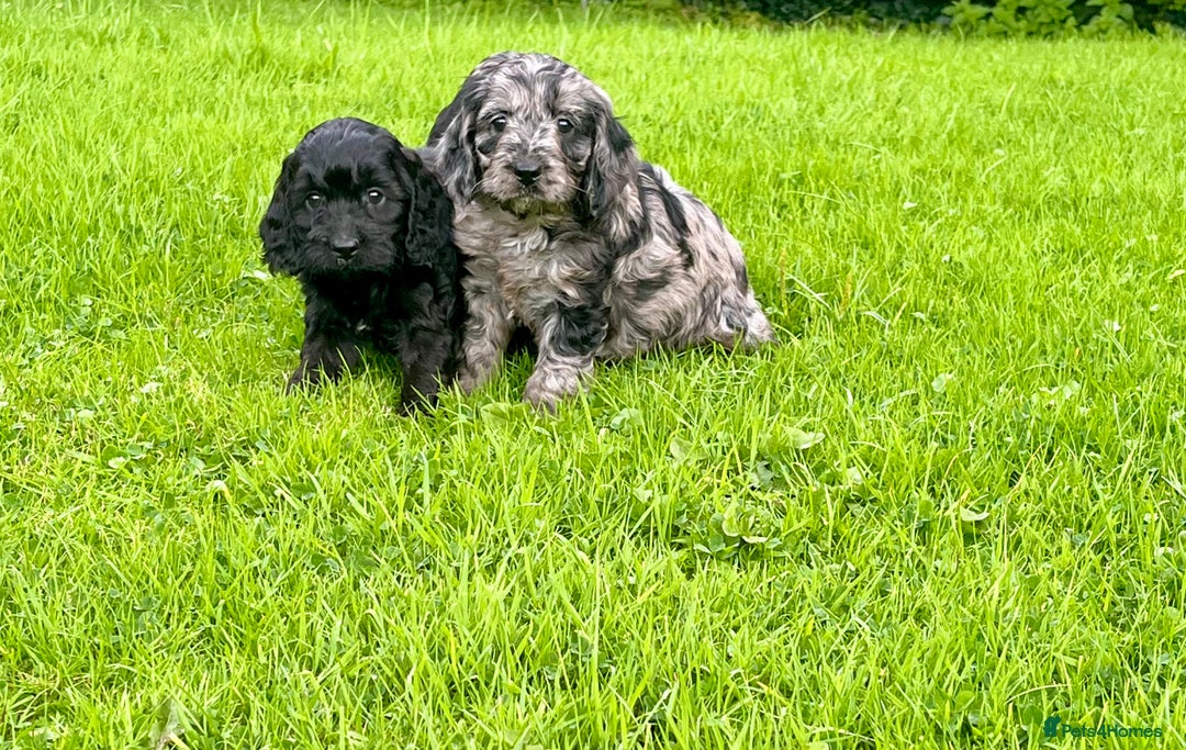 Cockapoo dogs for sale: Beautiful F1 Cockapoo puppies  - Image 17