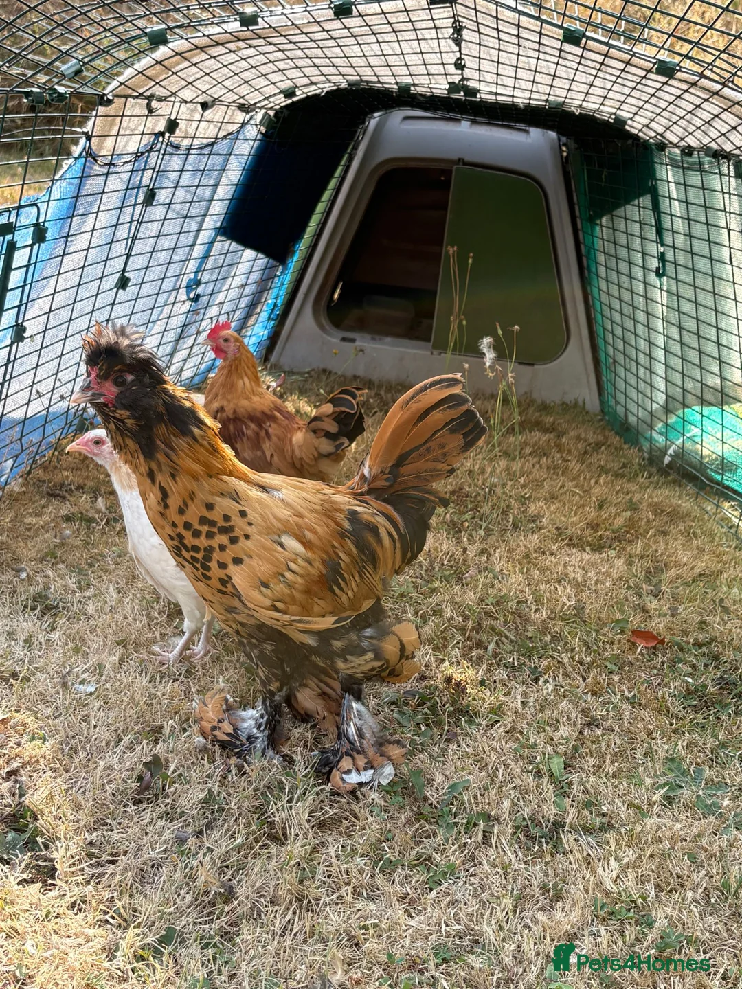 Chickens poultry for sale:  Young Pavlovskya Cockerel - Advert 3