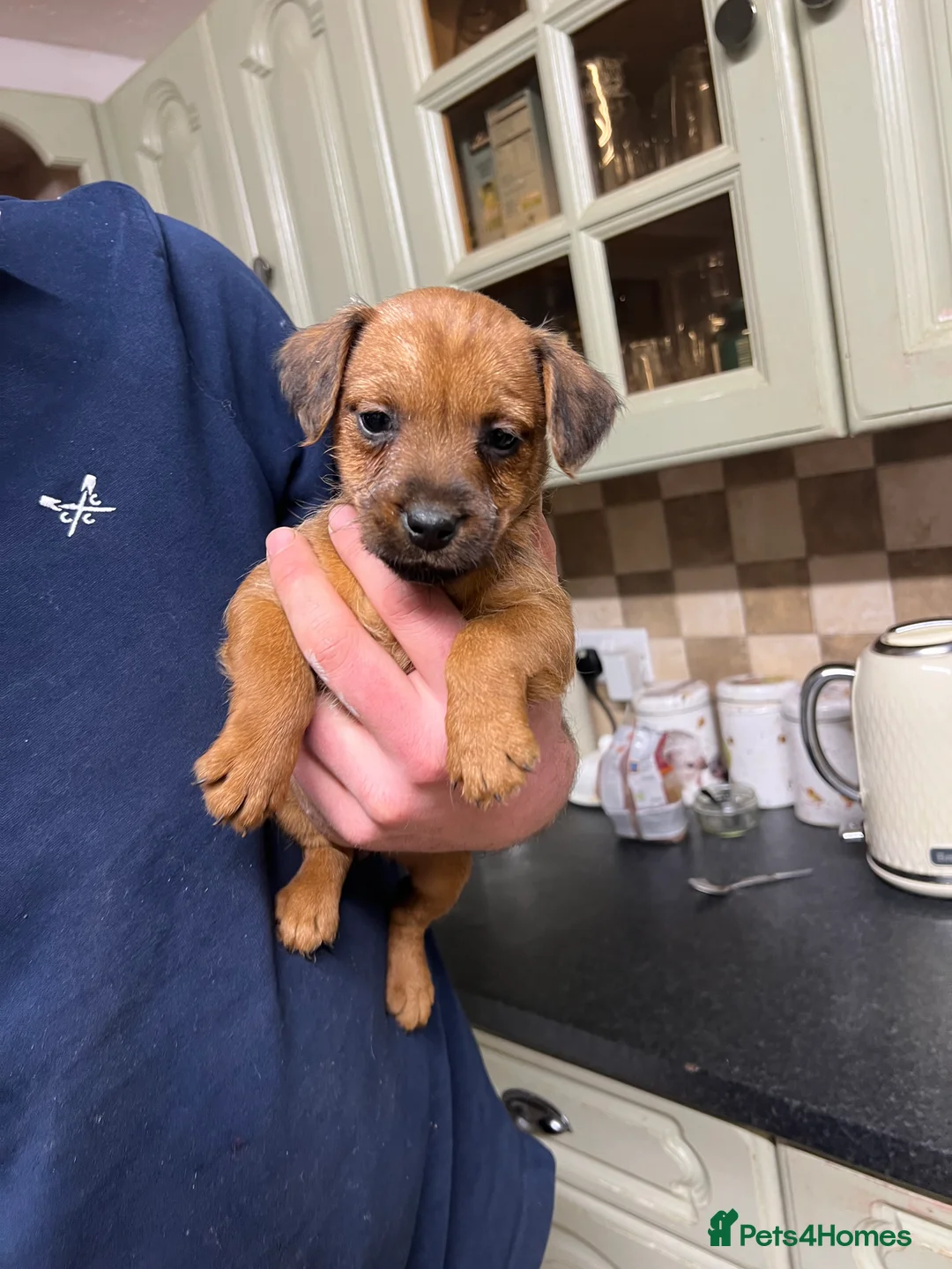 Lakeland Terrier dogs for sale: Lakeland puppies  - Advert 3