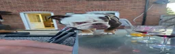 English Bulldog dogs for sale: Looking for the right home for our adopted bulldog - Advert 1