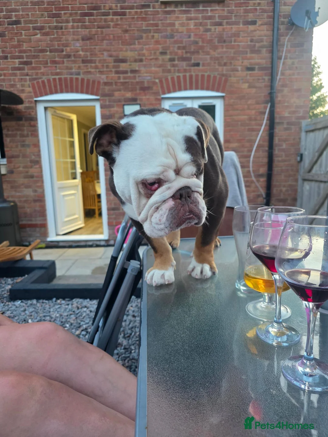 English Bulldog dogs for sale: Looking for the right home for our adopted bulldog - Advert 1