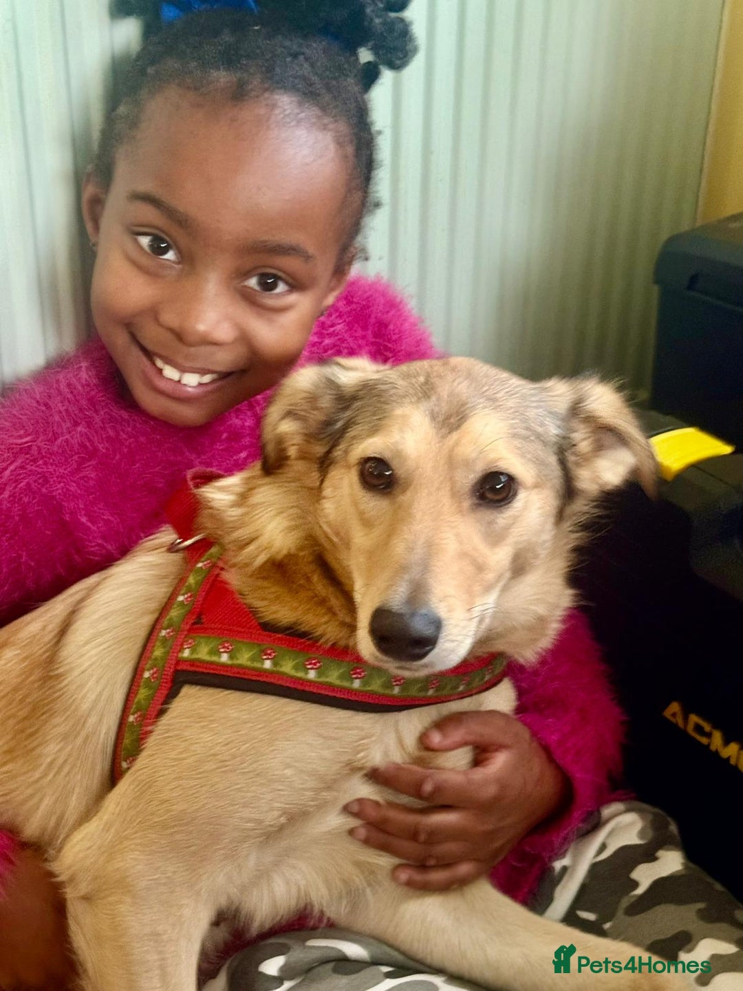 Mixed Breed dogs for adoption: 💙🐶 NICK(9 month) & ❤️🐶 MAILY (1 year)  - Advert 13