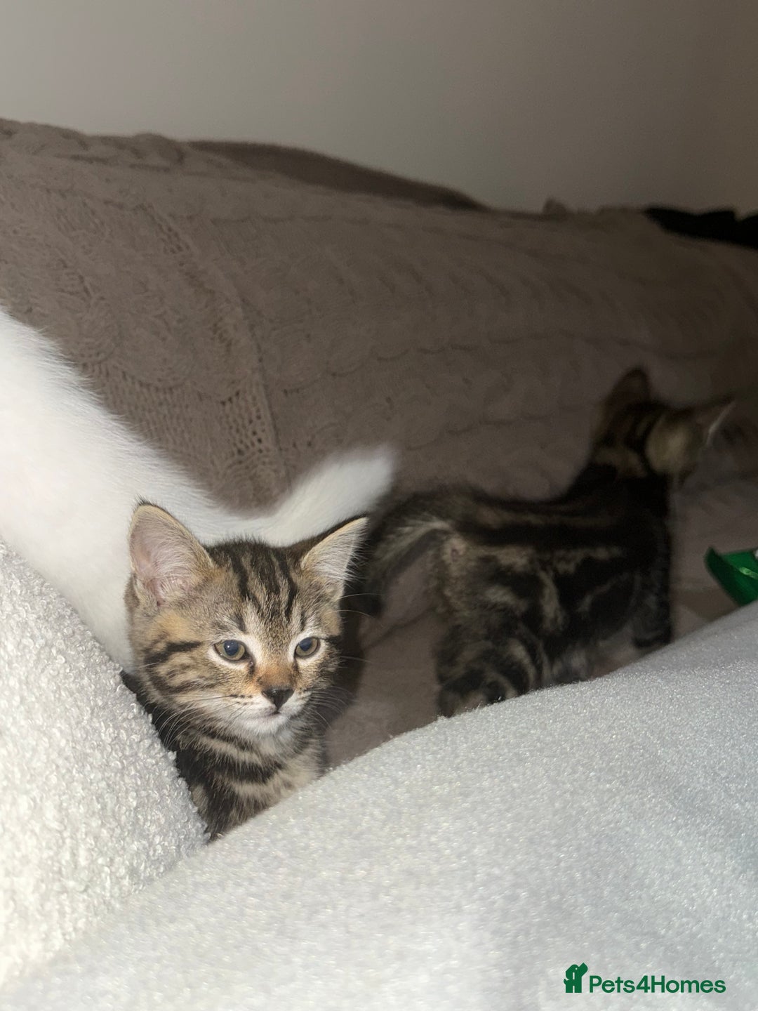 Mixed Breed cats for sale: 2 adorable little boys for sale - Image 4