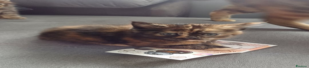Ragdollx tabbyKitten 2