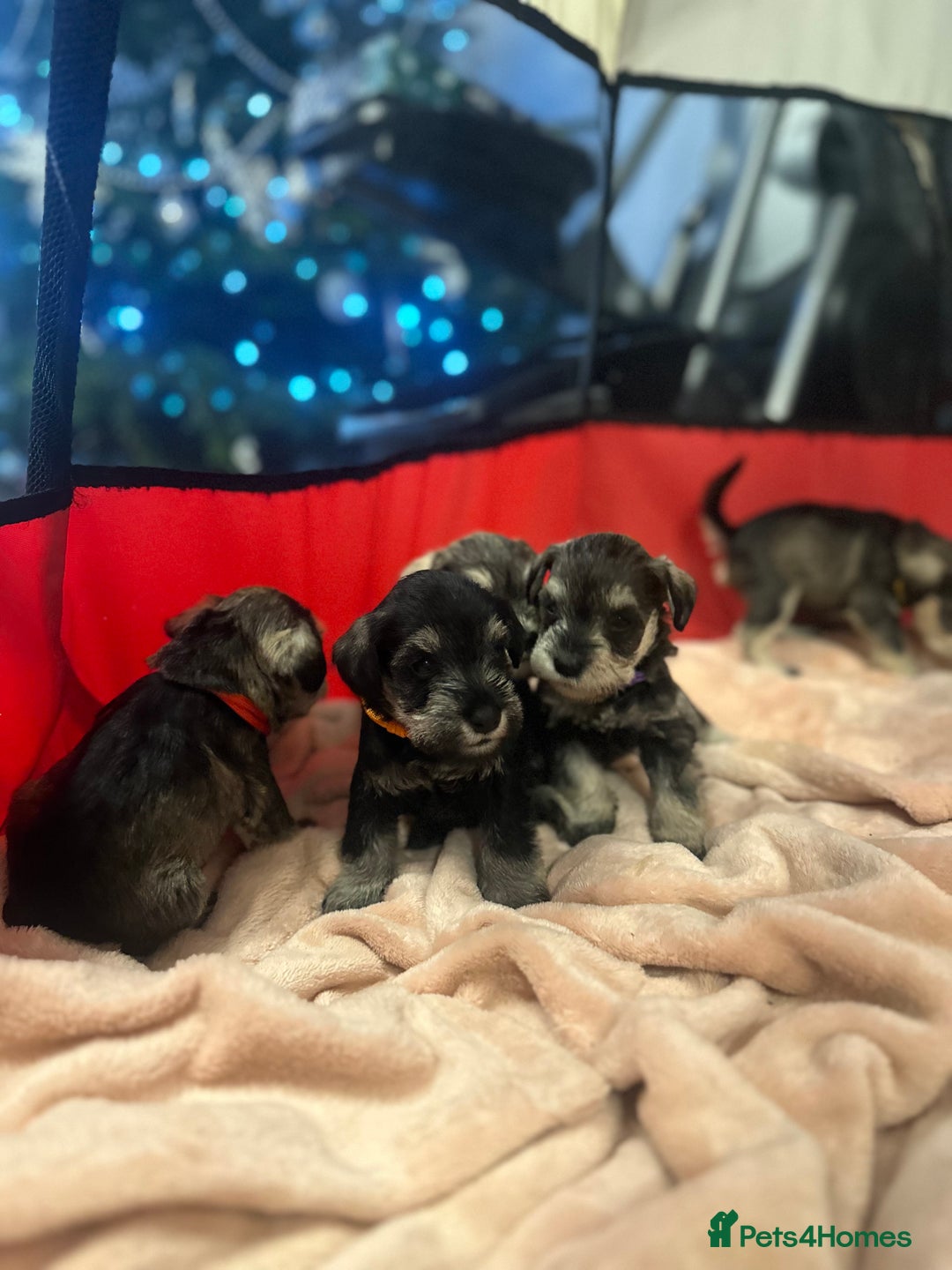 Miniature Schnauzer dogs for sale: OUTSTANDING CHAMPION LINES PUPPIES  - Advert 30