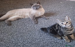 British Shorthair cats for sale: British Shorthair kitten  - Image 6
