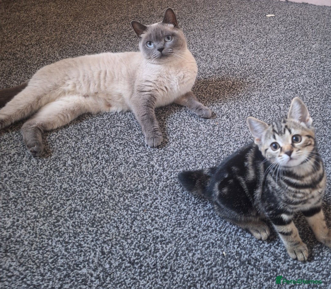 British Shorthair cats for sale: British Shorthair kitten  - Image 6