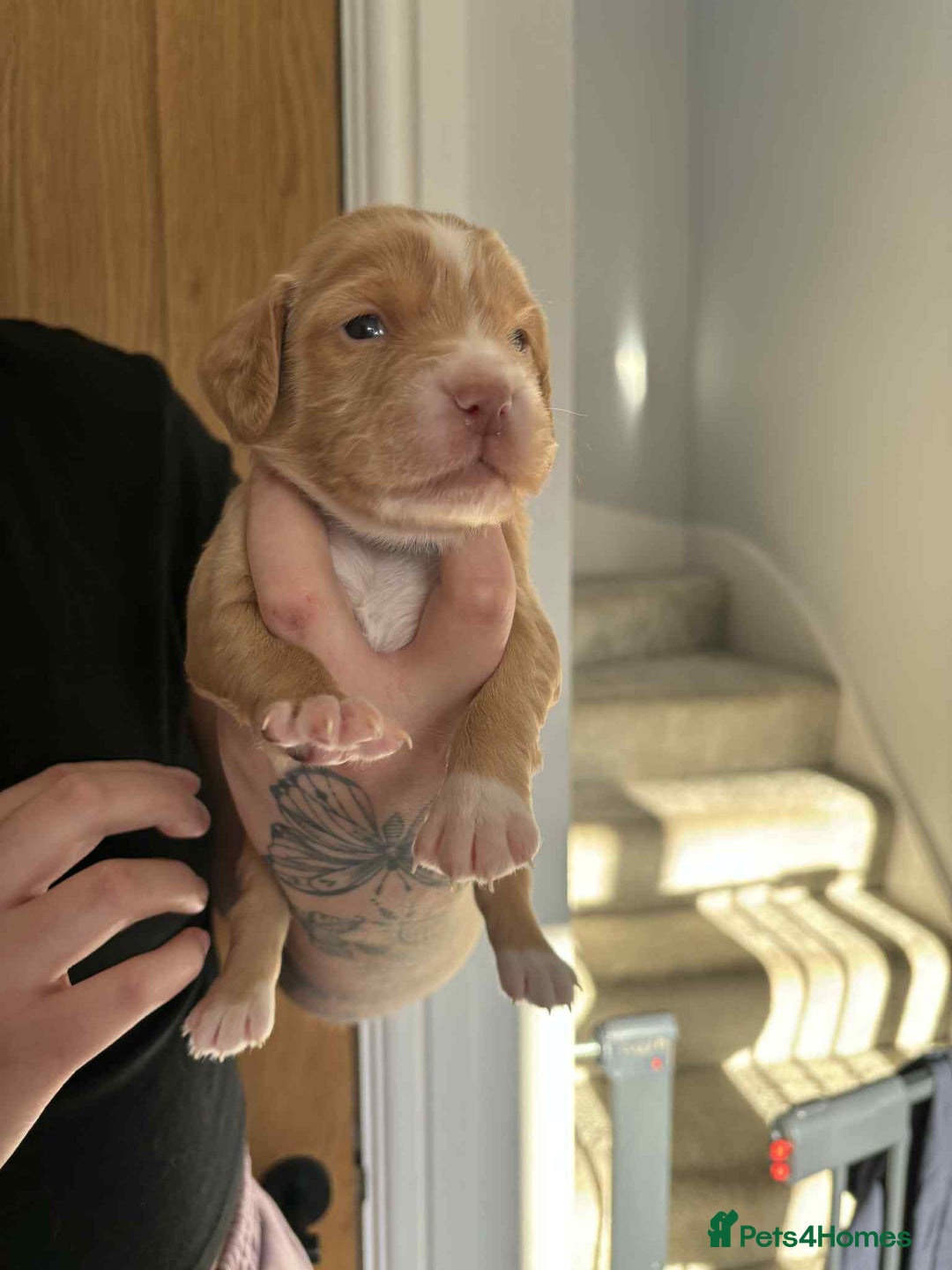 Cocker Spaniel dogs for sale: Working Cocker Spaniel Puppies - Advert 6