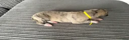 Whippet dogs for sale: Beautiful KC Registered Whippet Puppies - Advert 6