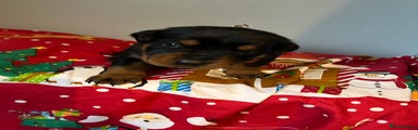 Rottweiler Puppy 11