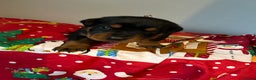 Rottweiler dogs for sale: Ready in 2 weeks bunch of 12 rotwellier puppies  - Advert 11