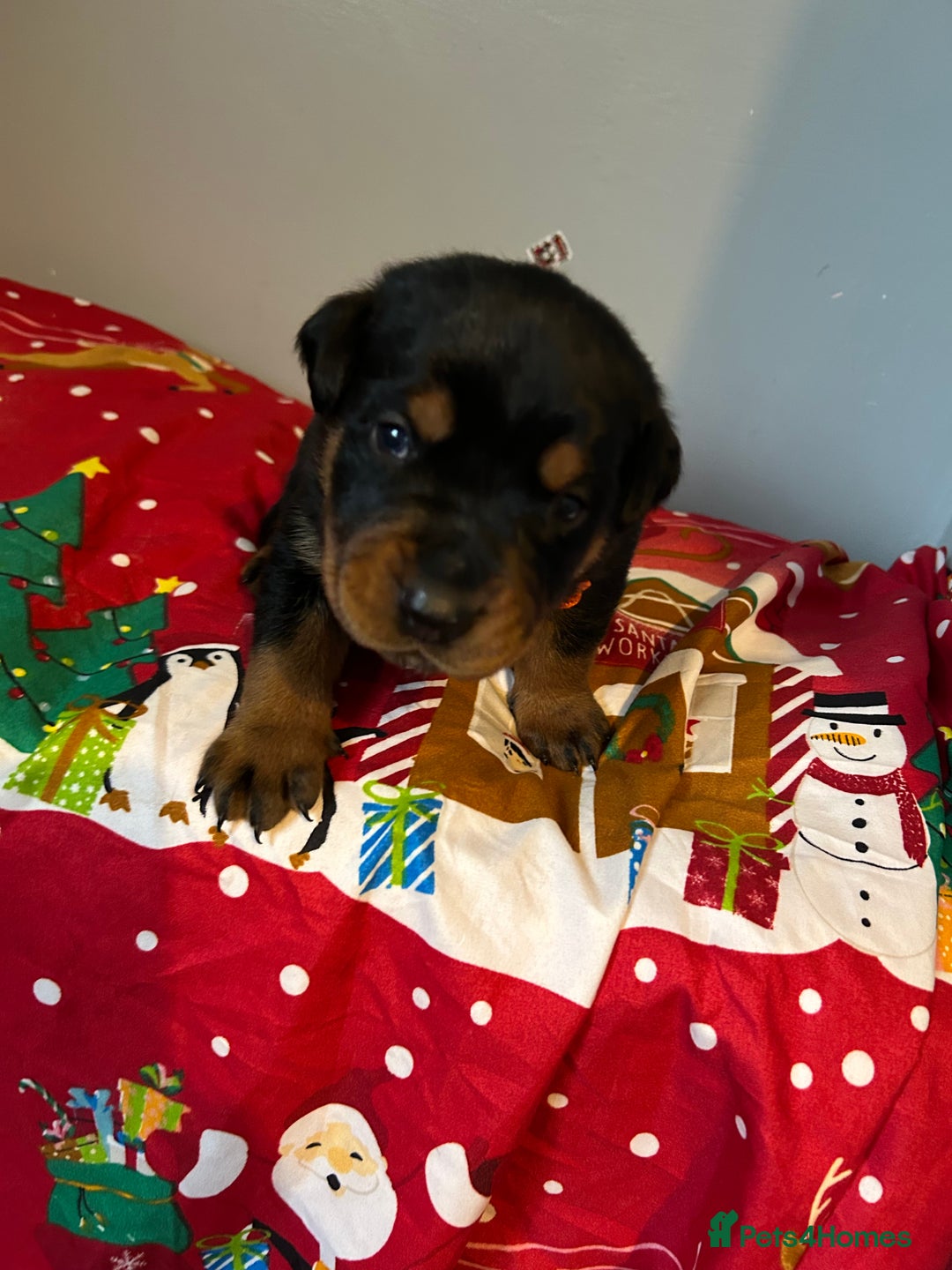 Rottweiler dogs for sale: Ready in 2 weeks bunch of 12 rotwellier puppies  - Advert 11