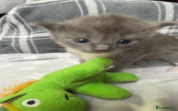 Ragdoll cats for sale: Stunning Ragdoll kittens super affectionate  - Image 5