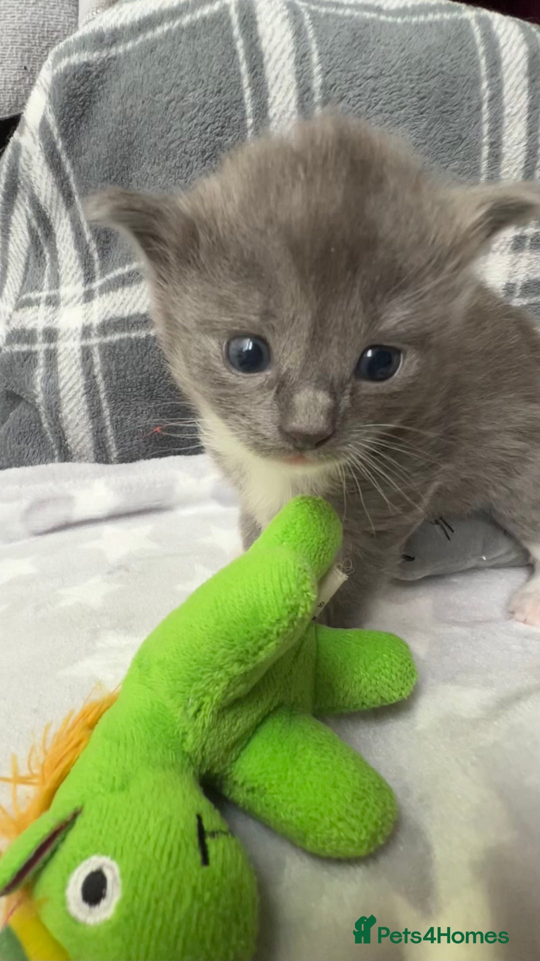 Ragdoll cats for sale: Stunning Ragdoll kittens super affectionate  - Image 5