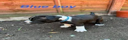 Staffordshire Bull Terrier dogs for sale: Staffordshire Bull Terrier Puppies – 1 Boy&4 Girls - Advert 12