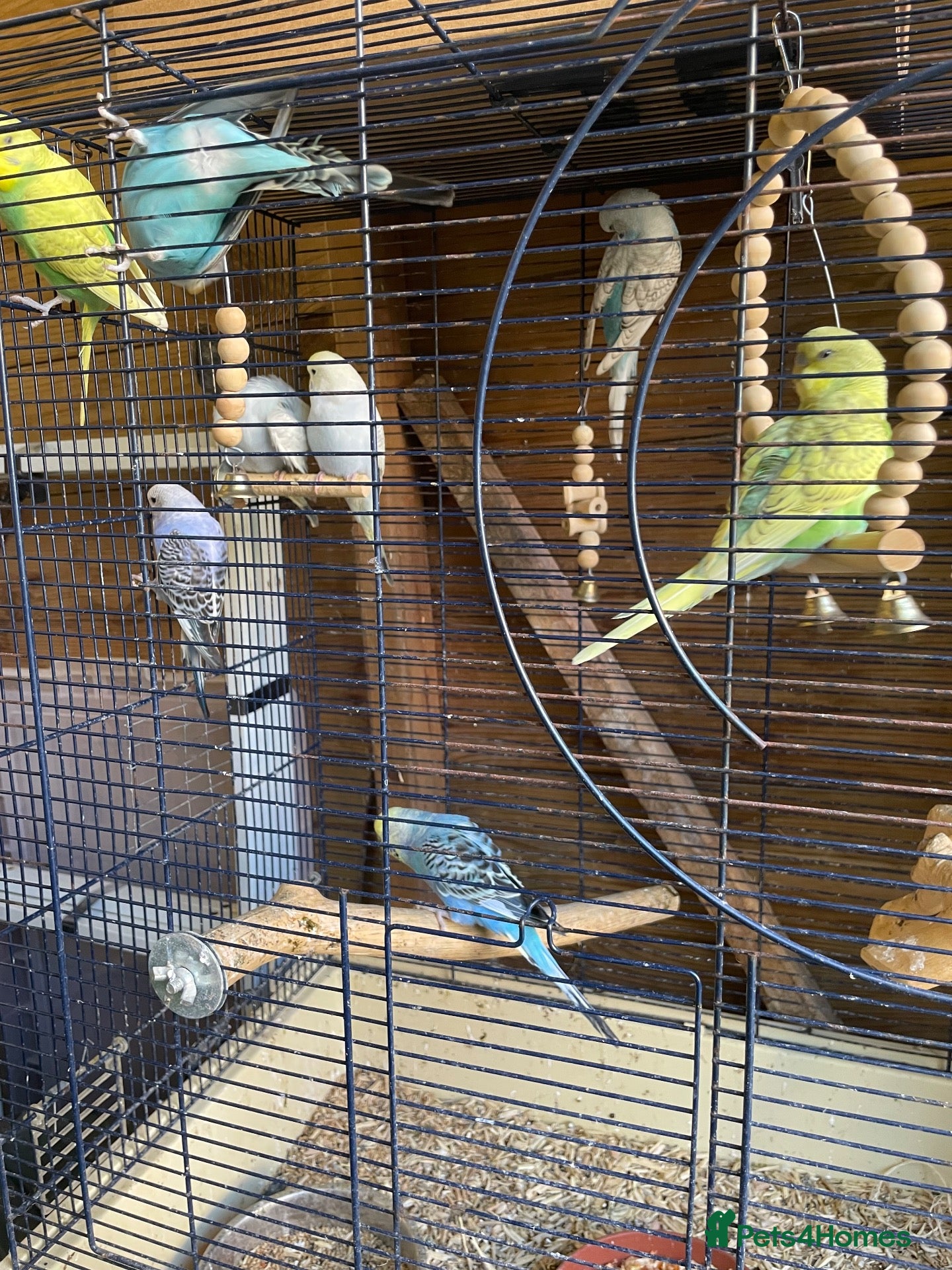 Budgerigars birds Young budgies for sale  - Advert 1