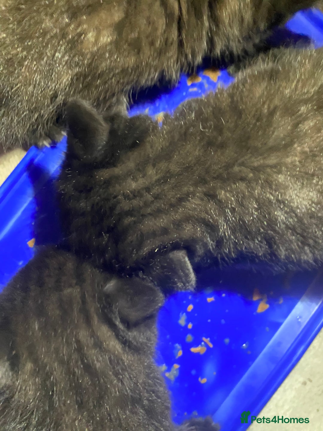 British Shorthair cats for sale: British shorthair black cross kittens  - Advert 16