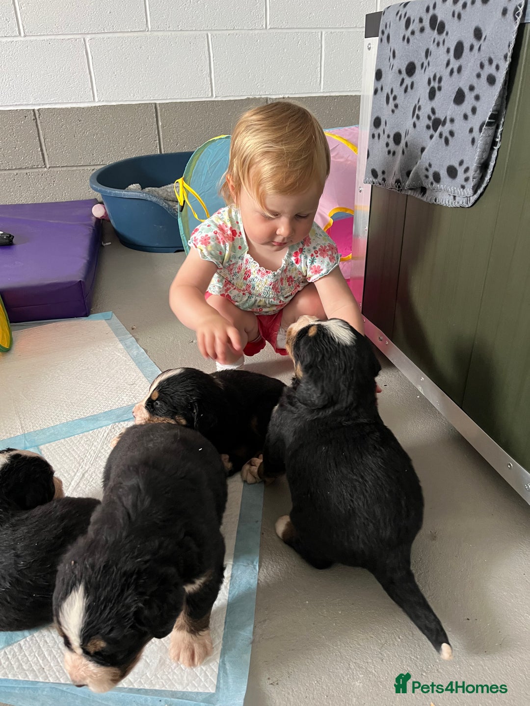 Bernese Mountain Dog dogs for sale: KC Reg Bernese Mountain Dog Puppies - Image 30