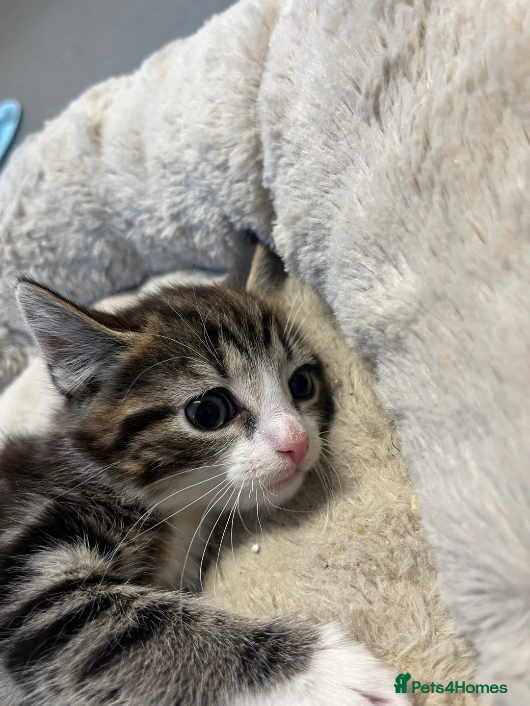 Mixed Breed cats for sale: 🐾 5 Stunning Mixed 8 week old Kittens  - Advert 14