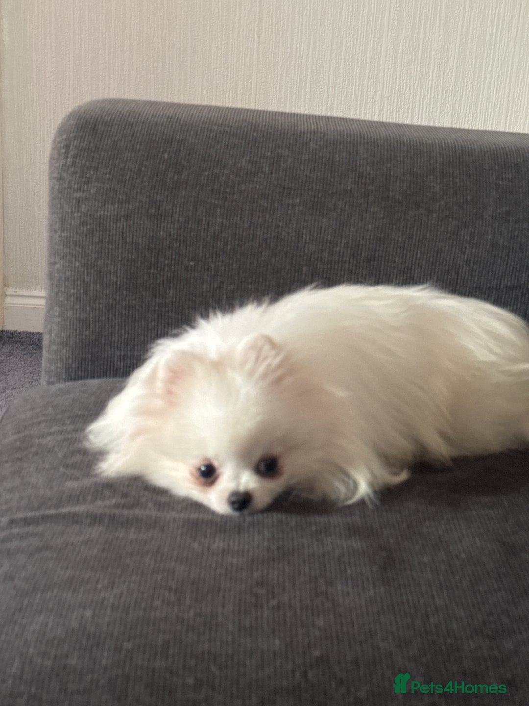 Pomeranian dogs for sale: Adorable white his name Biscuit  - Advert 5