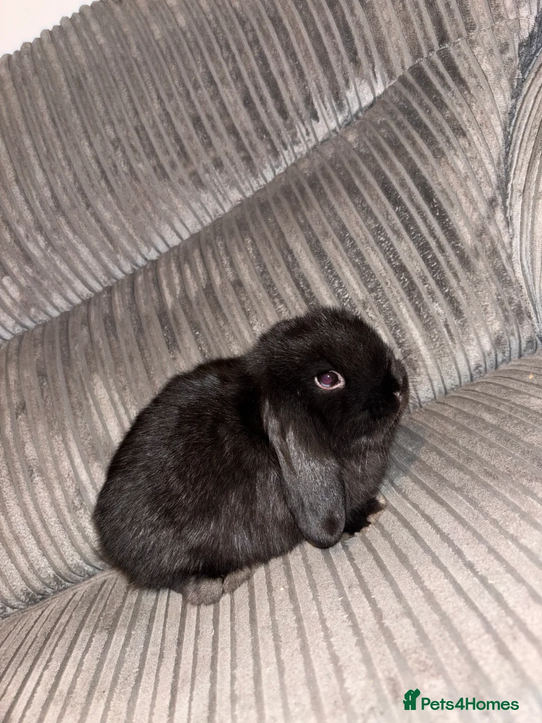 Mini Lop rabbits for sale: Mini lop rabbit - Advert 2