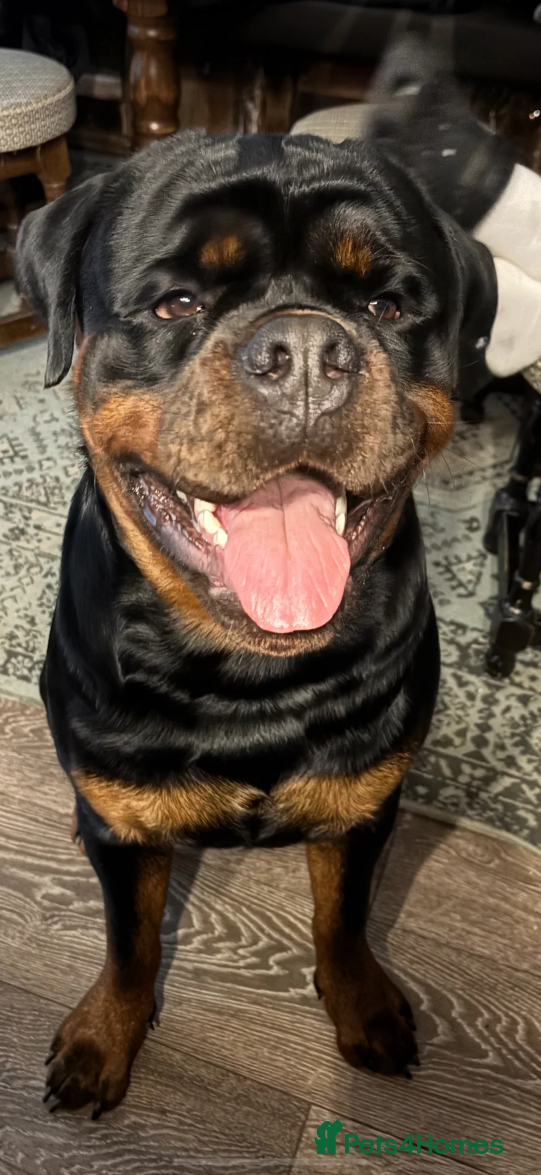 Rottweiler dogs for stud: 🔥 STUD AVAILABLE – BRUNO 🔥 in Hull - Advert 11