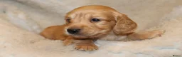 Miniature Dachshund dogs for sale: READYNOW KC cream L/H Health tested Mini Dachshund - Advert 26