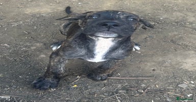 Mixed Breed dogs - Advert 11