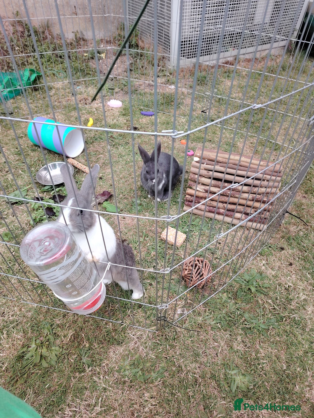 Netherland Dwarf rabbits for sale: Grey and while bunny left  - Image 4