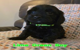 Cockapoo dogs for sale: Gorgeous Cockerpoo Puppies  - Image 11