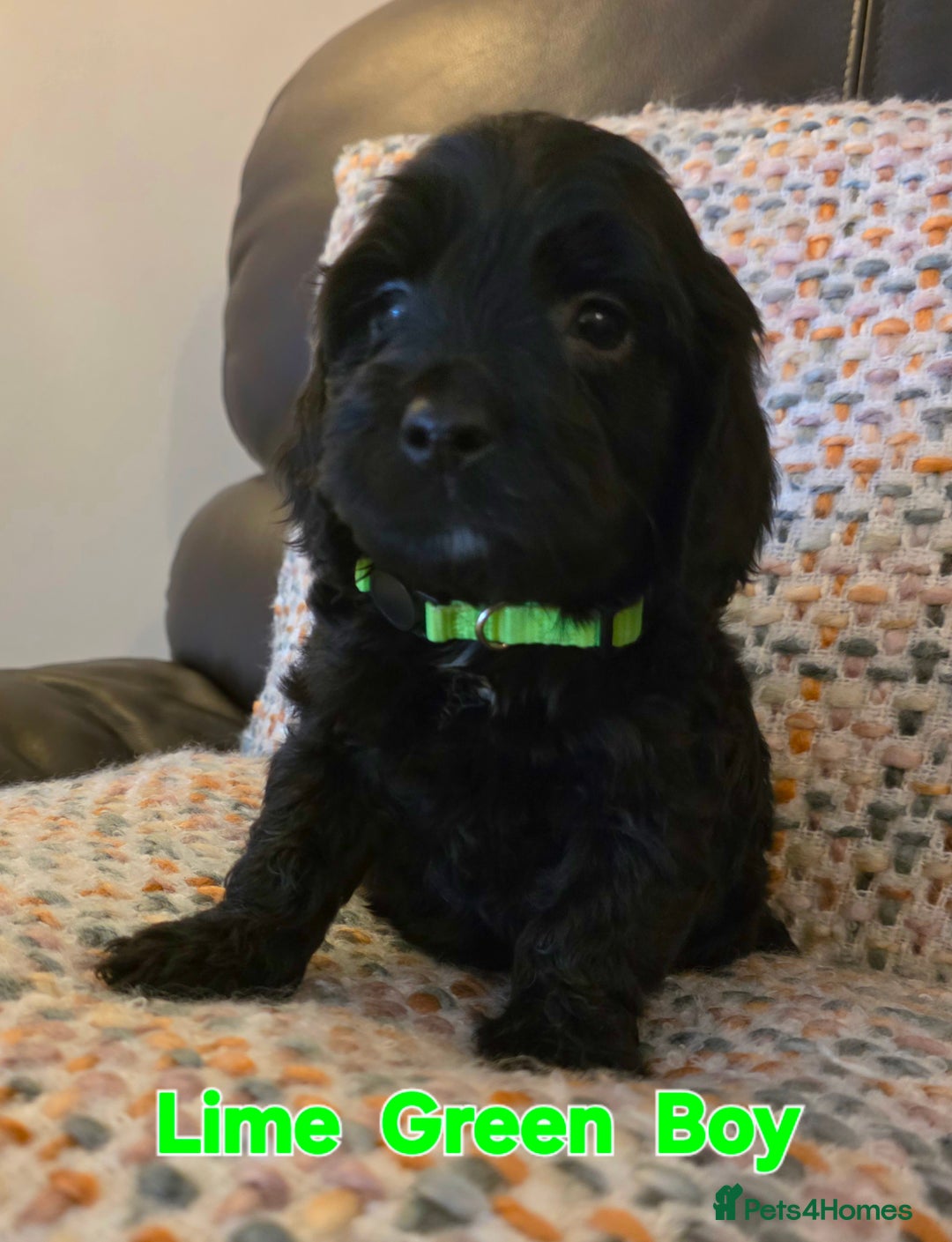 Cockapoo dogs for sale: Gorgeous Cockerpoo Puppies  - Image 11
