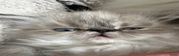 Persian cats for sale: Tina Atherton  - Advert 6