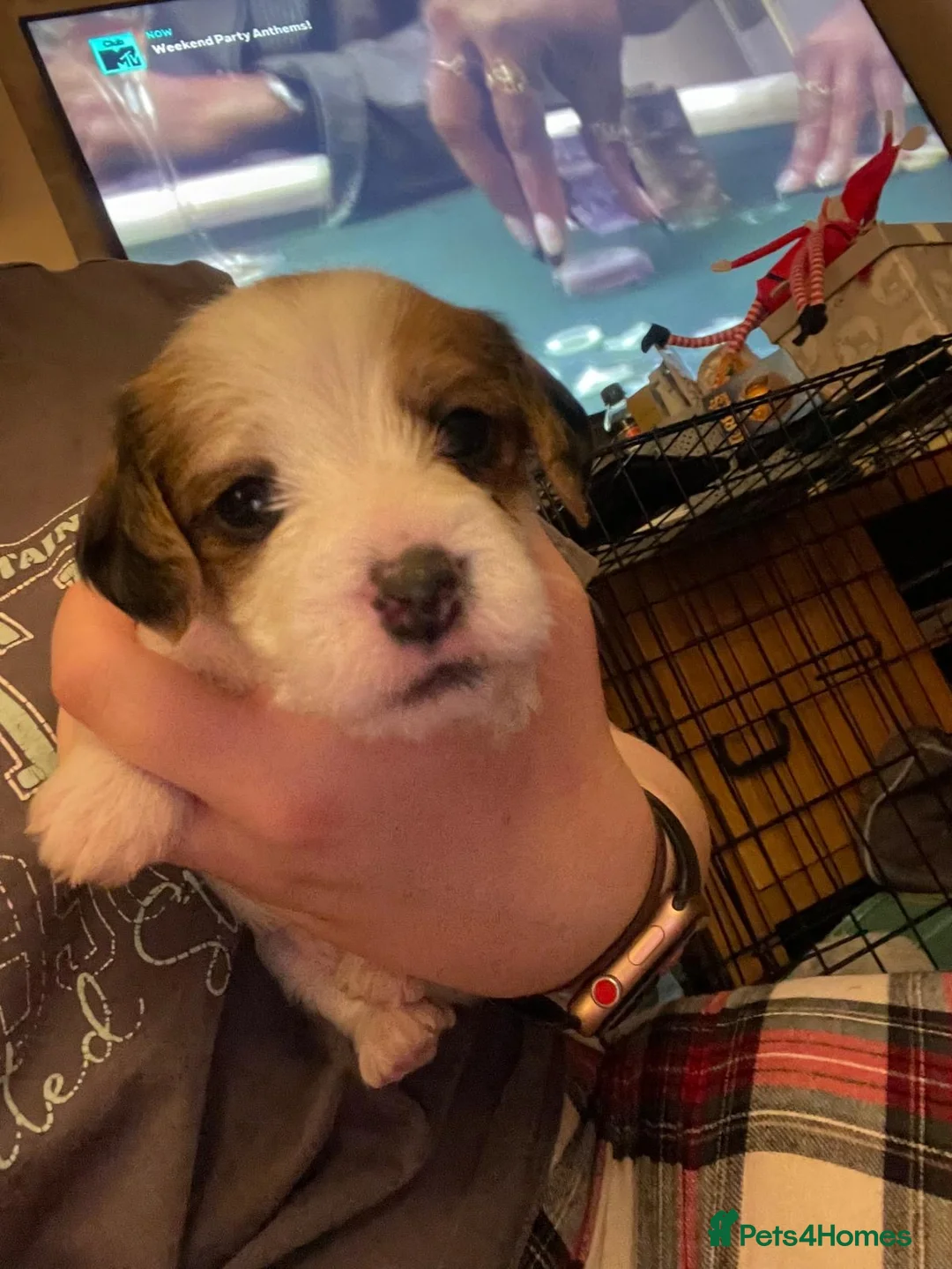 Mixed Breed dogs for sale: 1 boy and 1 girl for sale dashund x poochon - Advert 4