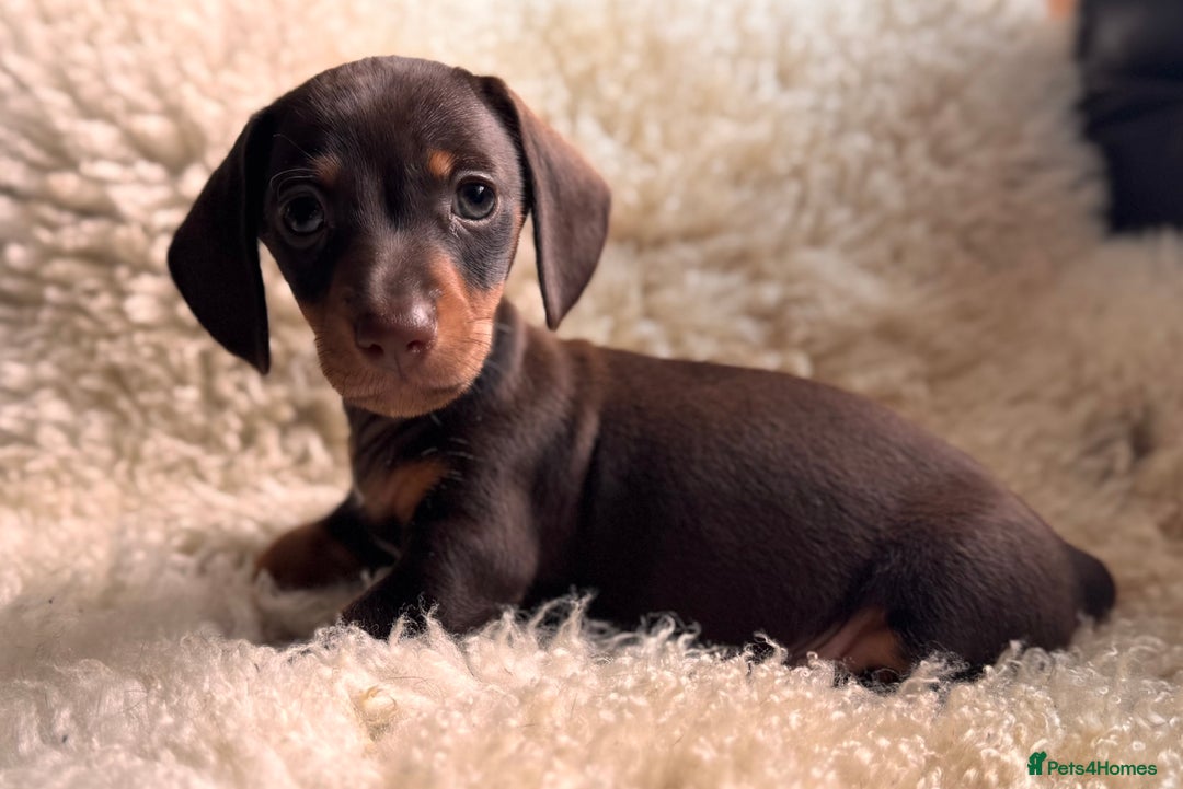 Miniature Dachshund dogs for sale: BEAUTIFUL MINI DACHSHUND PUPPIES  - Image 3