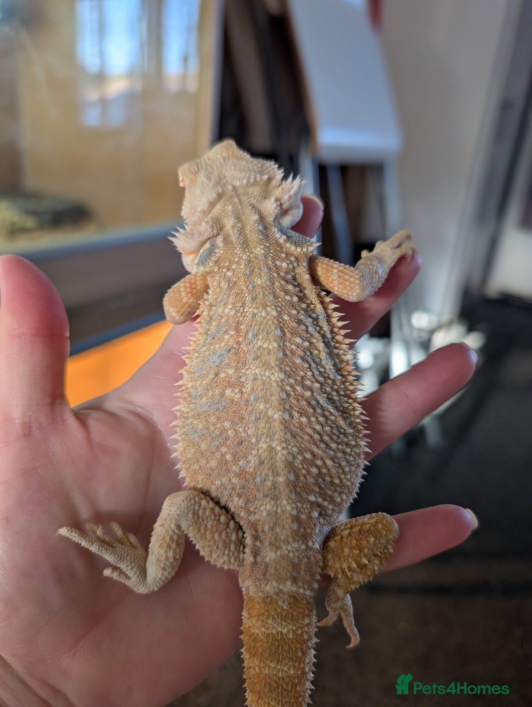 Bearded Dragon reptiles for sale: Baby bearded dragons  - Image 4