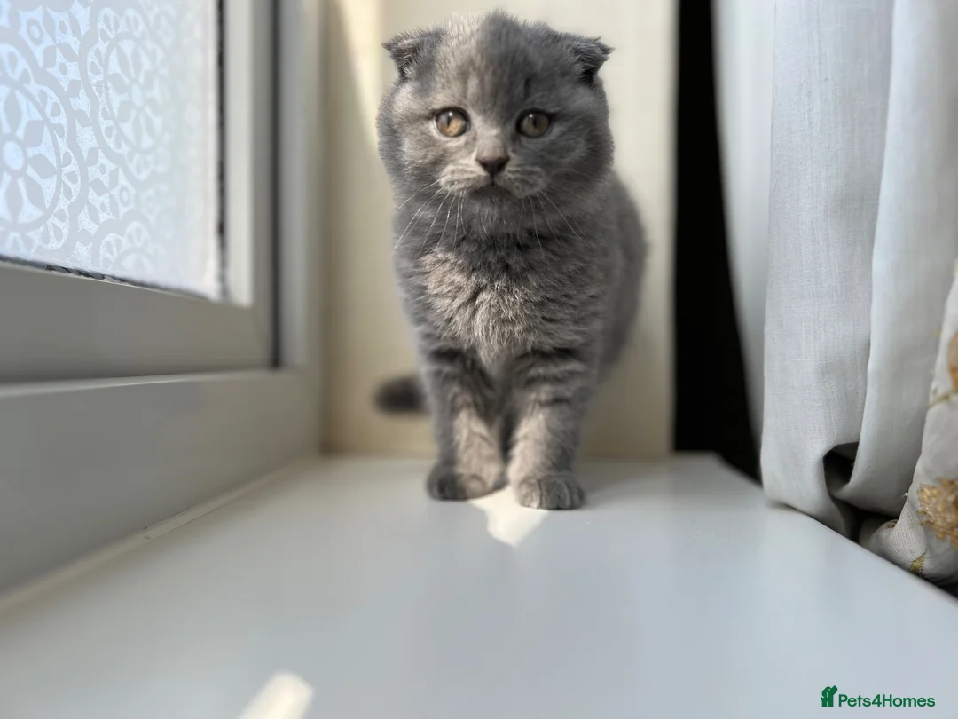 Scottish Fold cats for sale: Lovely Scottish fold/straight Kittens for sale - Advert 2