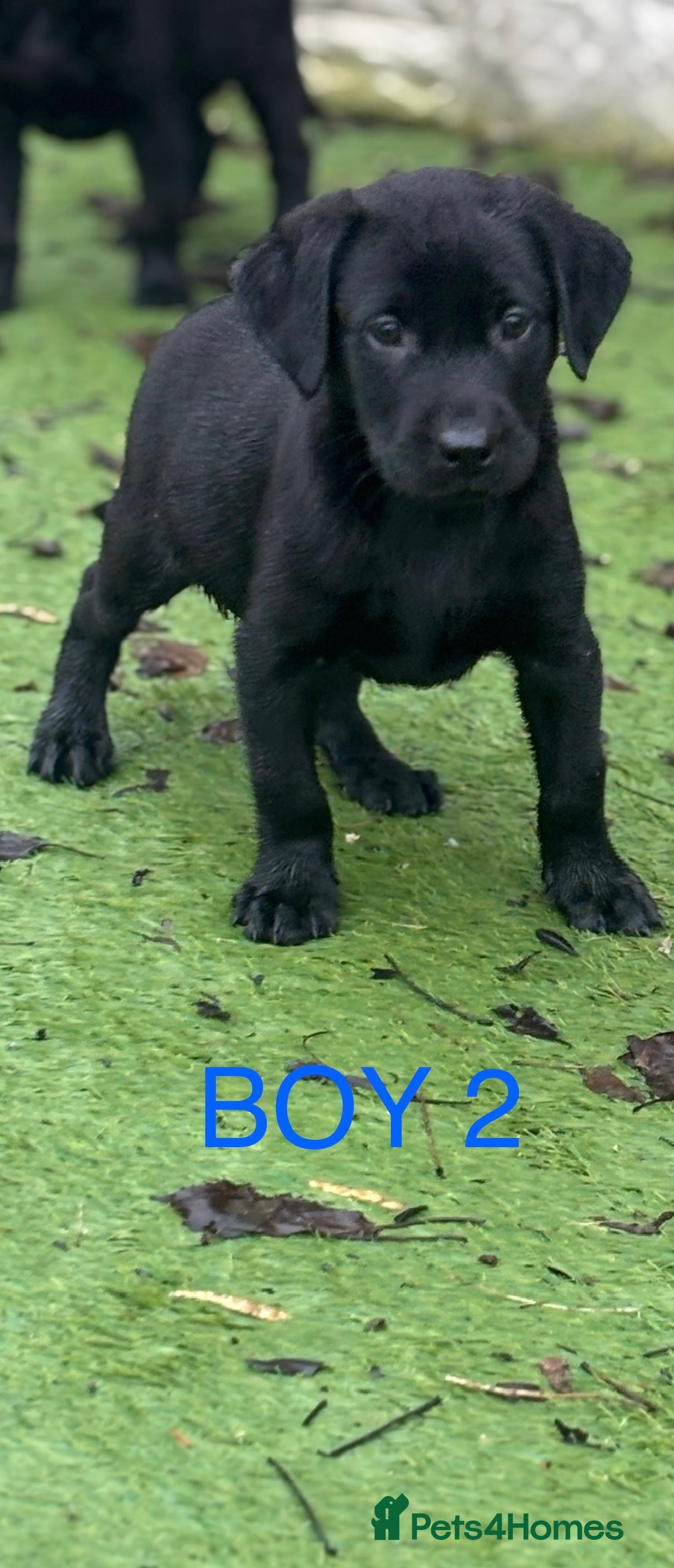 Labrador Retriever dogs for sale: KC reg Labrador puppies  - Advert 6